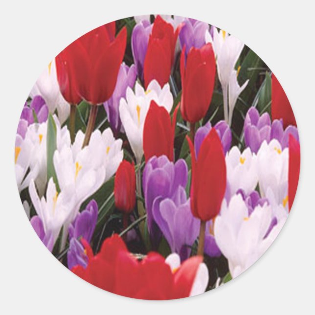 Stickers Fleurs de Tulipes colorées (Devant)