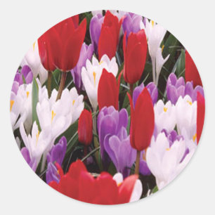 Stickers Fleurs de Tulipes colorées