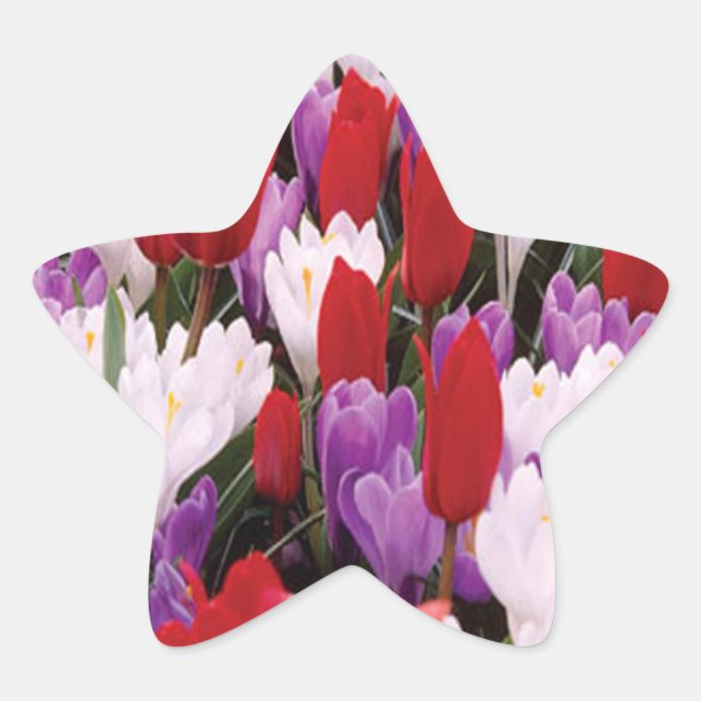 Stickers Fleurs de Tulipes colorées (Devant)