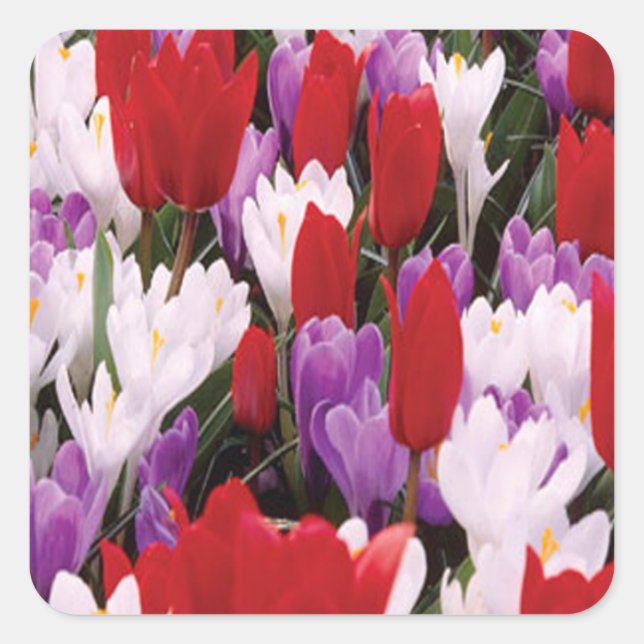 Stickers Fleurs de Tulipes colorées (Devant)