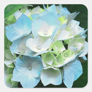 Stickers Floral Hydrangea bleu et vert / Sceau