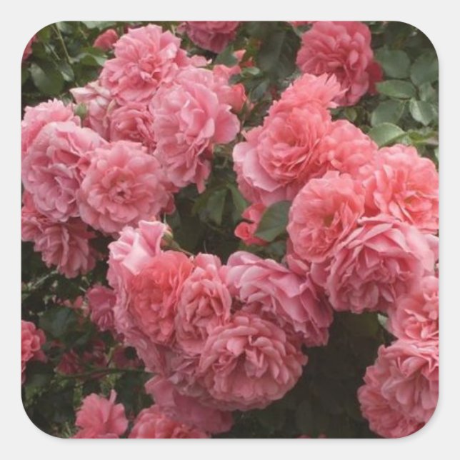 Stickers Floral Rose (Devant)