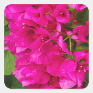 Stickers floraux Bougainvilliers