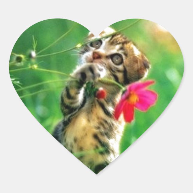 Stickers forme coeur chaton (Devant)