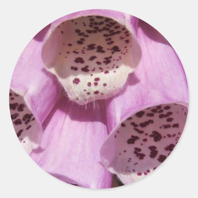 Stickers Foxglove (Devant)
