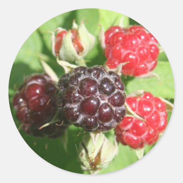 Stickers framboise (Devant)