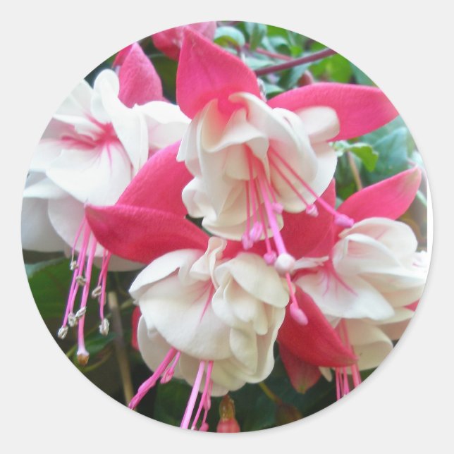 Stickers Fuschia rose et blanc (Devant)