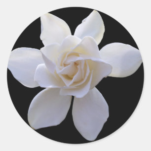 Stickers - Gardenia sur Noir