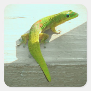 stickers gecko hawaïen