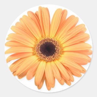 Stickers Gerbera Orange