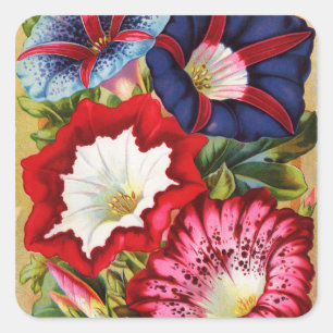 Stickers Glories du matin