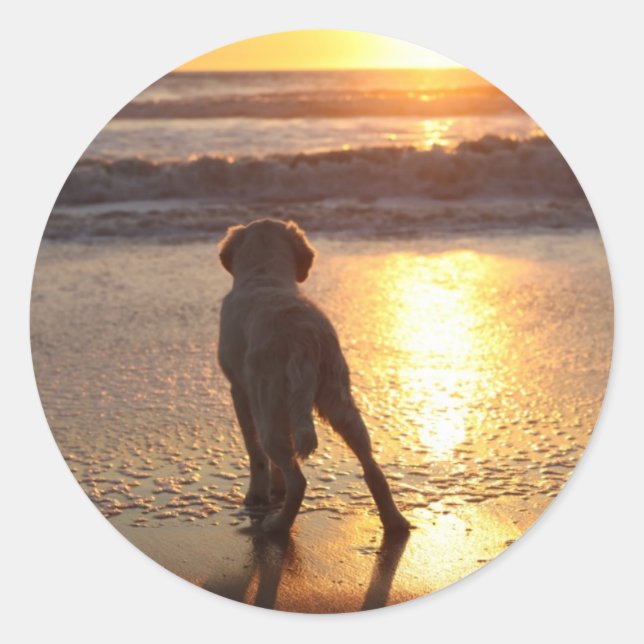 Stickers Golden Retriever (Devant)