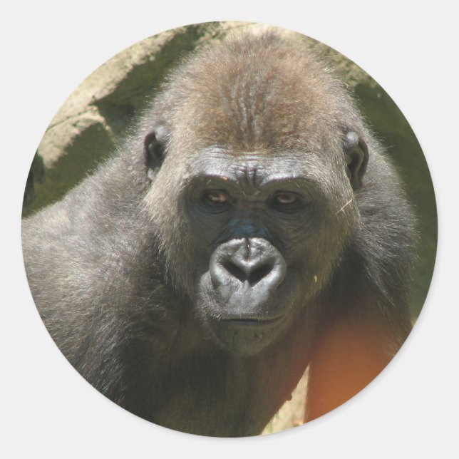 Stickers Gorilla (Devant)