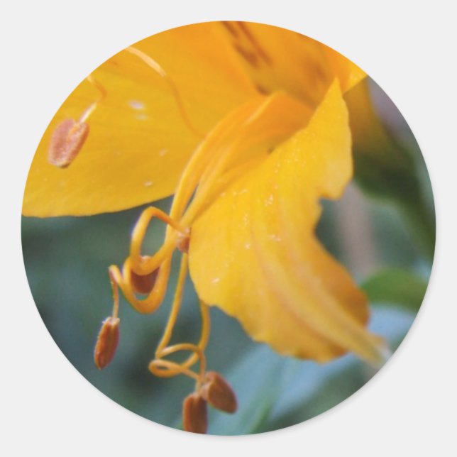 Stickers Graines de fleurs jaunes (Devant)