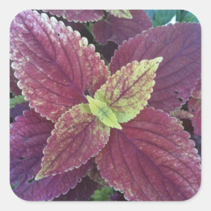 Stickers grand Carré Plante feuille rouge