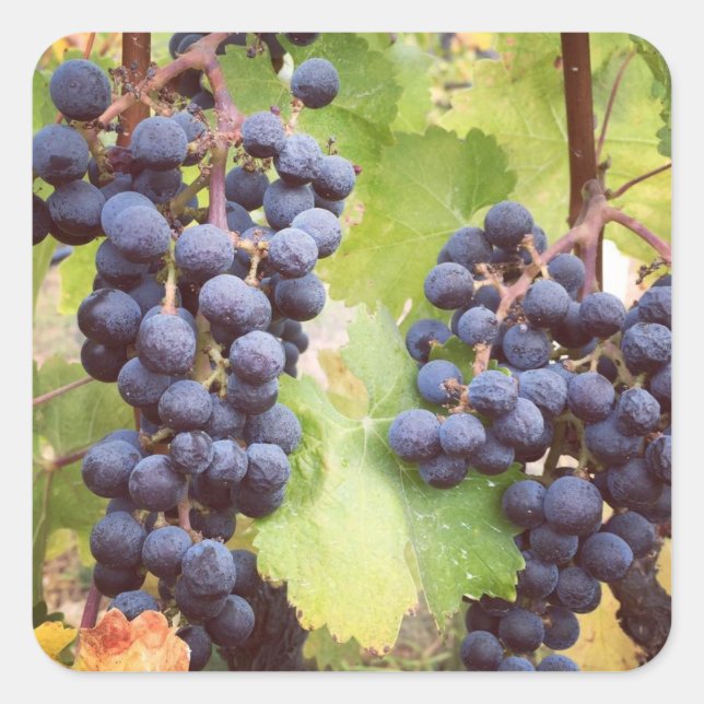 Stickers Grapevine (Devant)