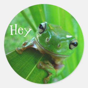 Stickers Grenouille Arbre