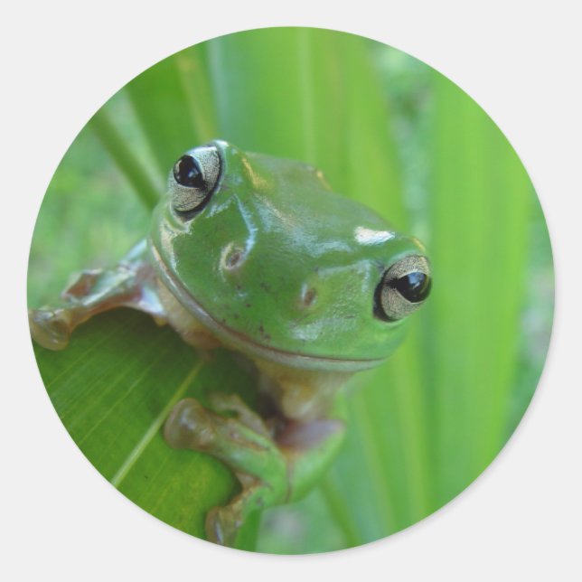 Stickers Grenouille mûre (Devant)