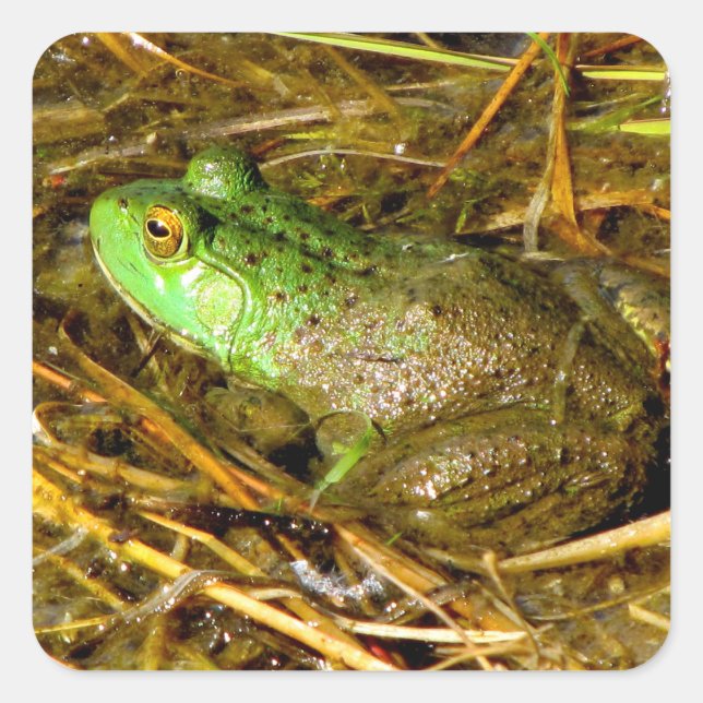Stickers Grenouille taureau (Devant)