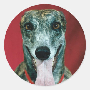 STICKERS Greyhound Sticker Brindle amoureux de les