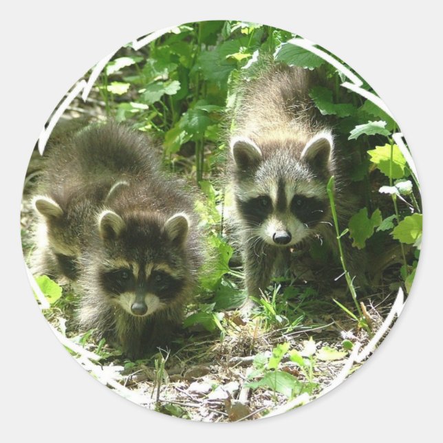 Stickers Habitat Raccoon (Devant)