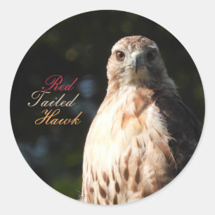 Stickers Hawk Red Tail