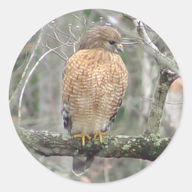 Stickers Hawk Red Tail (Devant)