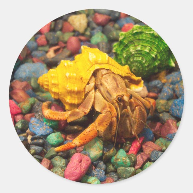 Stickers Hermite Crabe 01 (Devant)