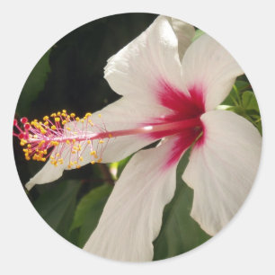 Stickers Hibiscus