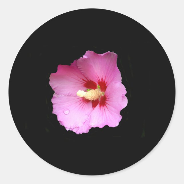 Stickers Hibiscus rose (Devant)