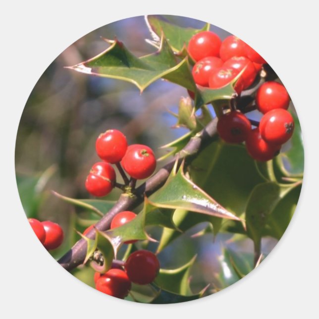 Stickers Holly (Devant)