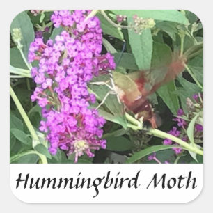 Stickers Hummingbird Moth, insecte unique