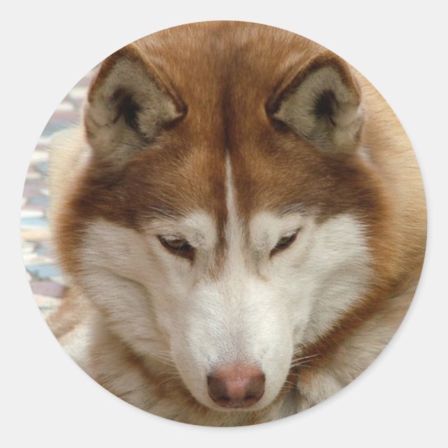 Stickers Husky Brown (Devant)