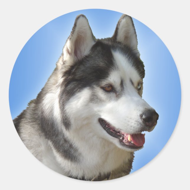 Stickers Husky Siberian Husky Stickers Malamute (Devant)