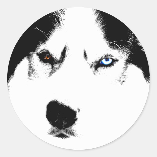 Stickers Husky Siberian Husky Stickers Malamute (Devant)