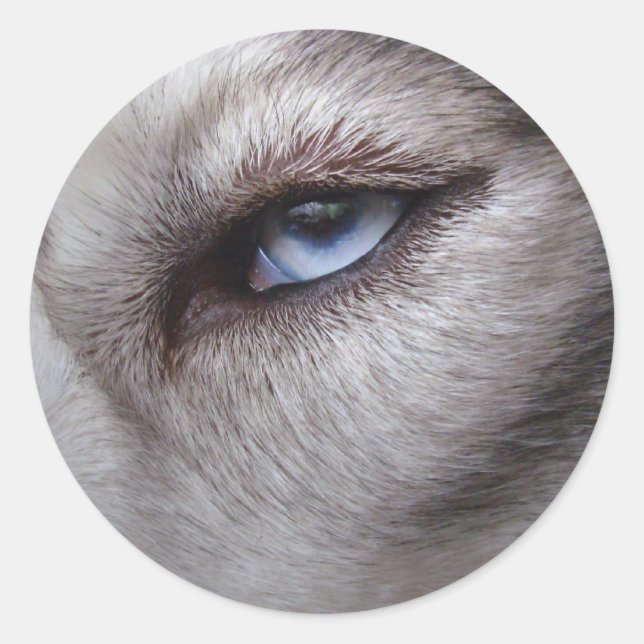 Stickers Husky Siberian Husky Stickers Malamute (Devant)