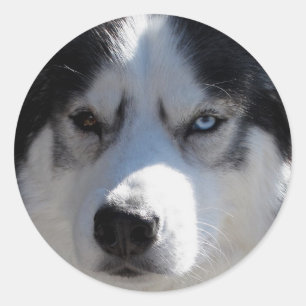 Stickers Husky Siberian Husky Stickers Malamute