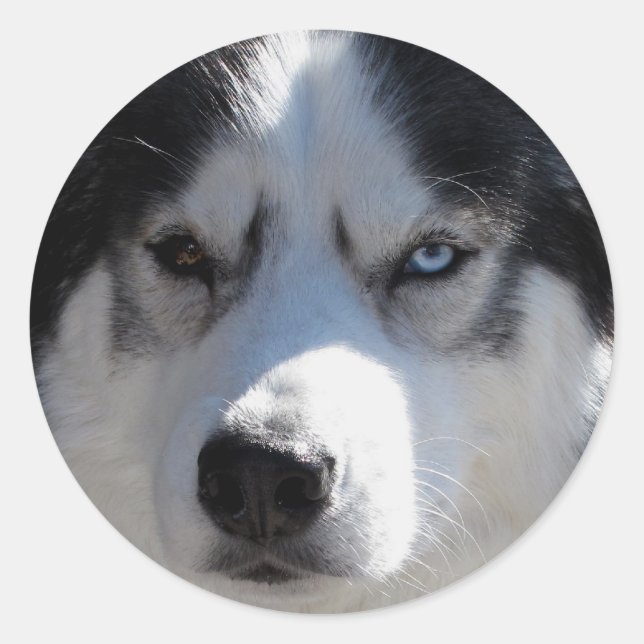 Stickers Husky Siberian Husky Stickers Malamute (Devant)