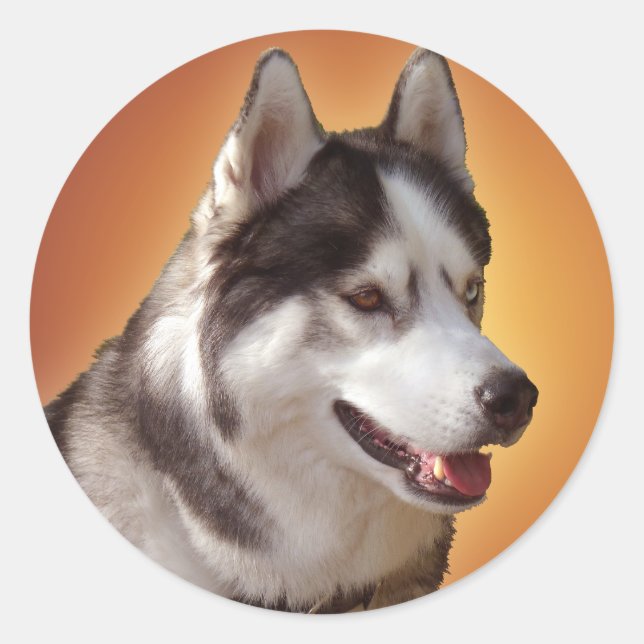 Stickers Husky Siberian Husky Stickers Malamute (Devant)