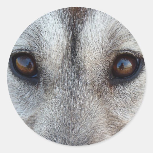 Stickers Husky Siberian Husky Wolf Stickers (Devant)