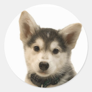 Stickers Husky Sibérien