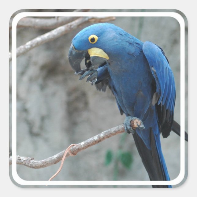 Stickers Hyacinth Macaw (Devant)