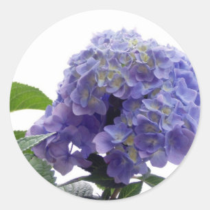 Stickers Hydrangea Bush