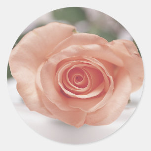 stickers invitation rose Rose