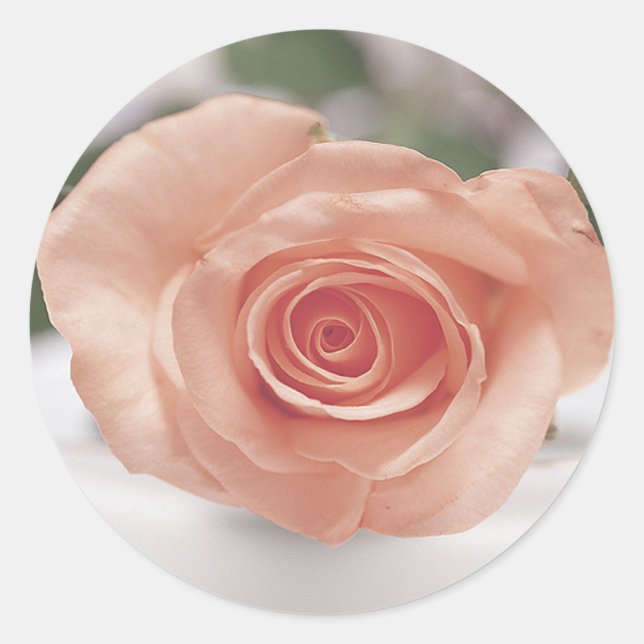stickers invitation rose Rose (Devant)