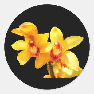 Stickers Jaune Cymbidium