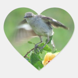 Stickers Jeune oiseau Mockingbird