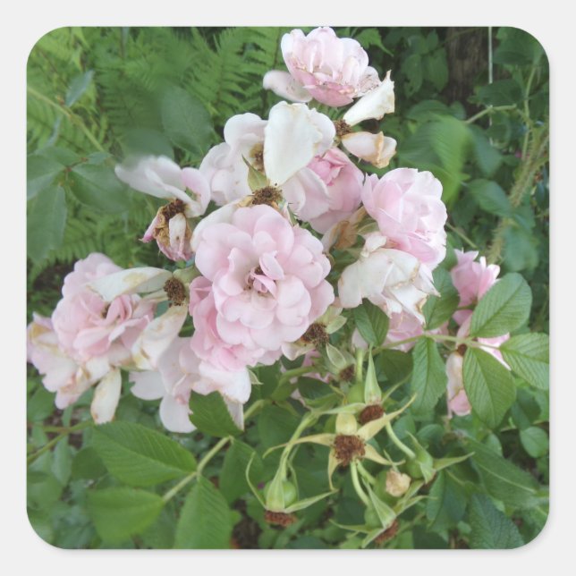 Stickers Joli rose Fleur (Devant)