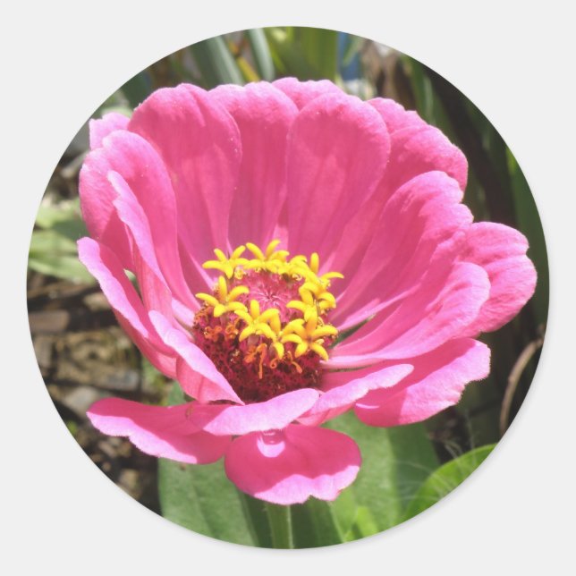 Stickers Joli rose Zinnia (Devant)