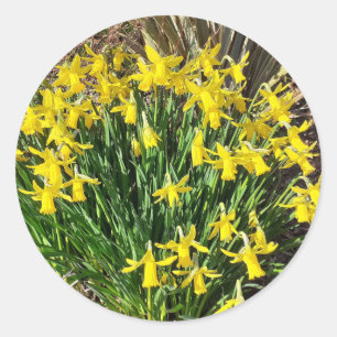 Stickers jonquilles jaunes de printemps